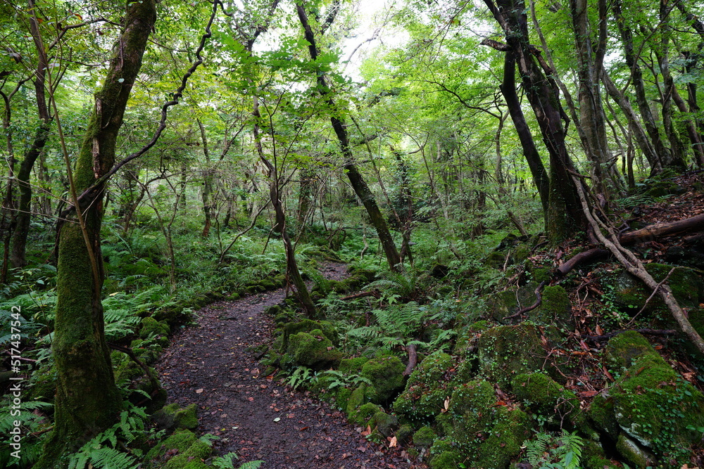 mossy rocks and trees in deep forest