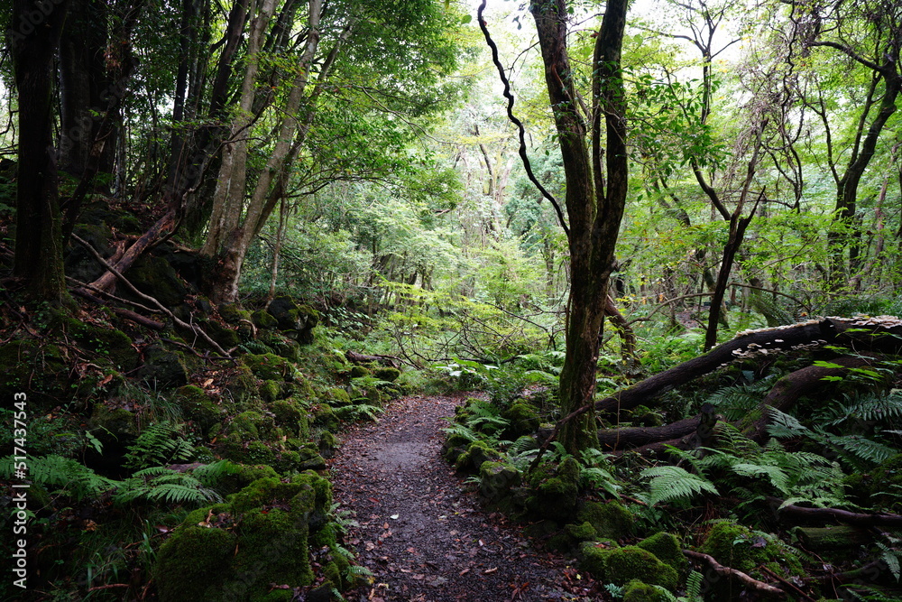 Obraz premium mossy rocks and trees in deep forest