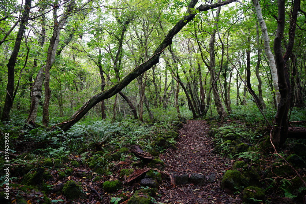 wild forest with fine path wild forest with fine path