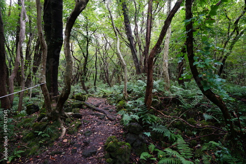 wild forest with fine path