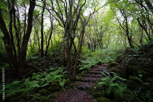 mossy rocks and trees in deep forest