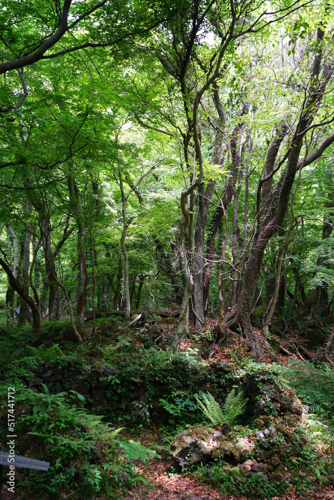 dense wild forest in spring dense wild forest in spring