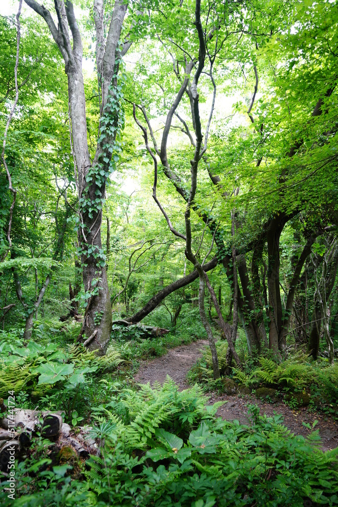 fallen and old trees in deep forest fallen and old trees in deep forest
