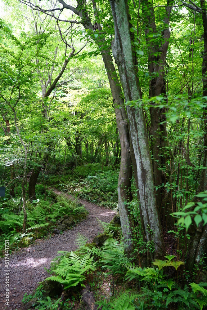 fine spring forest in the gleaming sunlight