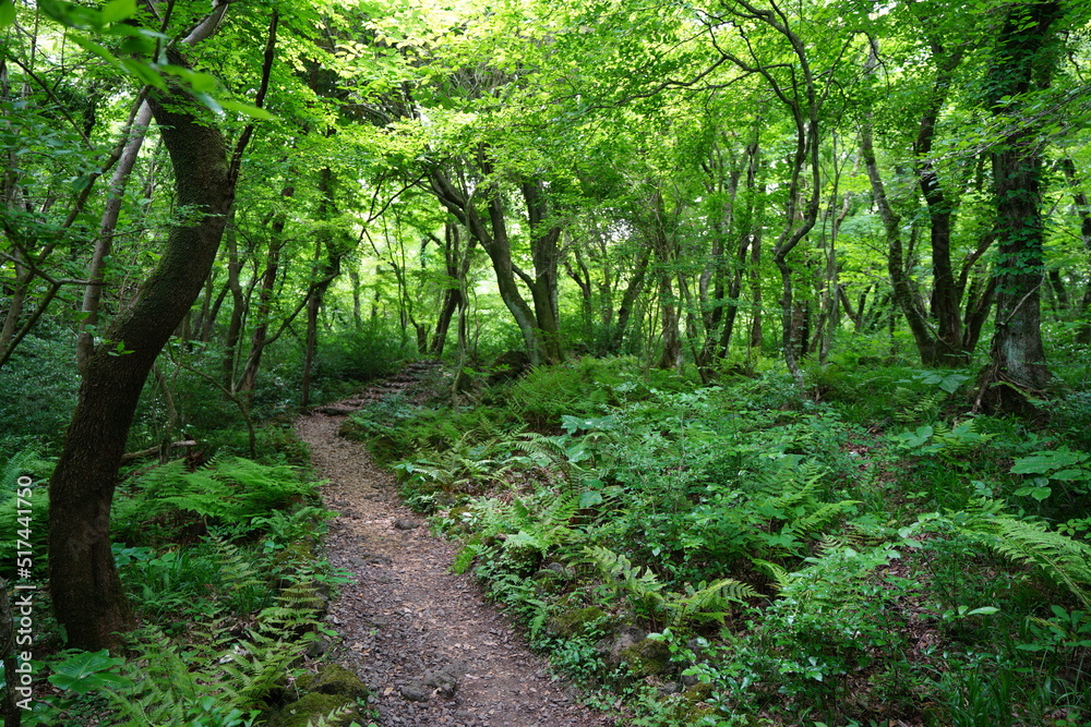 fascinating spring forest with fern and old trees fascinating spring forest with fern and old trees