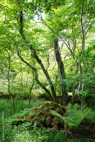 dense wild forest in spring