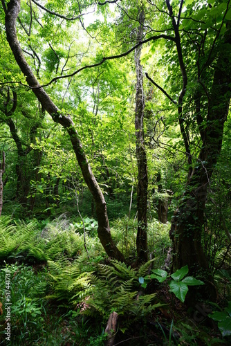 dense wild forest in spring