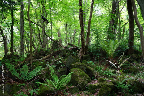 dense wild forest in spring