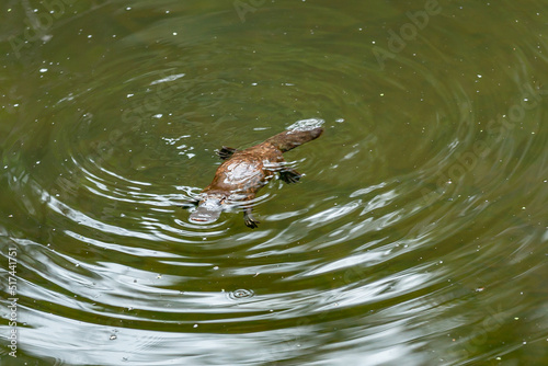 platypus in the water photo