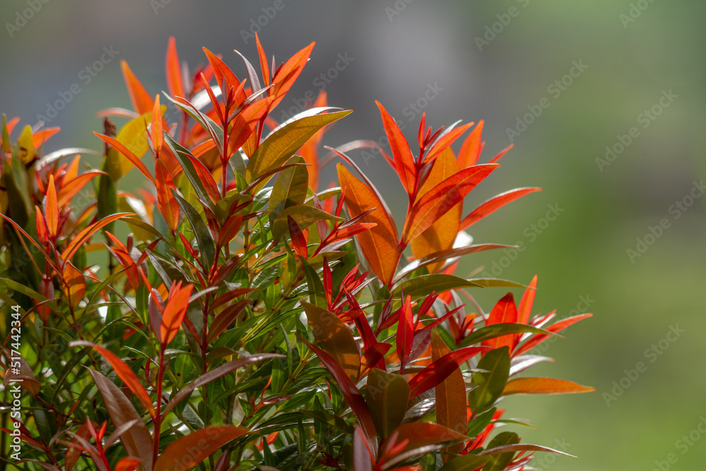 Syzygium oleina plants that have red leaf shoots while the old leaves are green