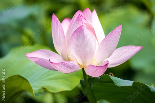 pink lotus flower