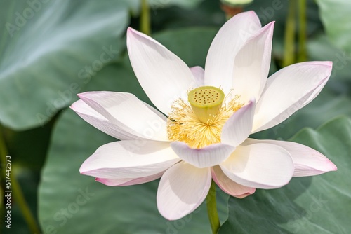 white lotus flower