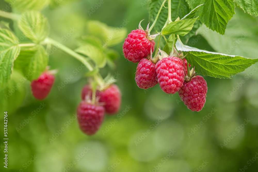ripe raspberries on the bush in garden ripe raspberries on the bush in garden
