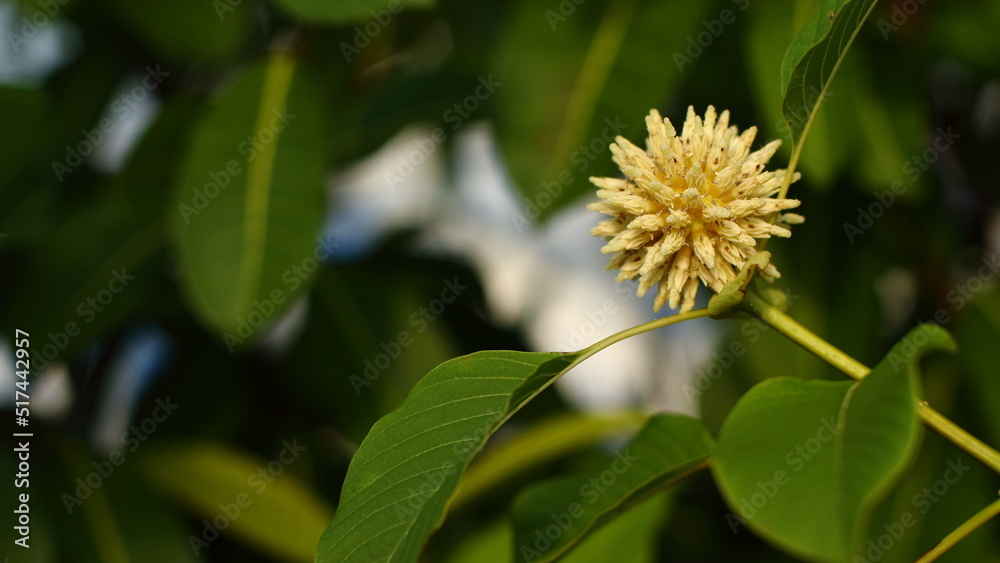 Mitragyna speciosa Korth (Kratom) flower on branch Mitragyna speciosa Korth (Kratom) flower on branch