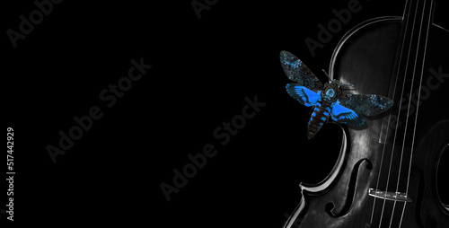 music concept. bright blue Death's-head Hawkmoth butterfly on a violin on a black background. Acherontia atropos photo