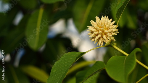 Mitragyna speciosa Korth (Kratom)  flower on branch