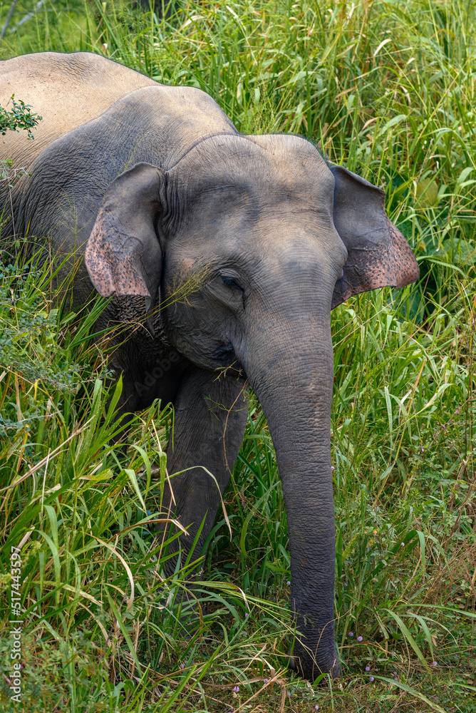 Young female elephant in a thicket of grass on a sunny day. Sri Lanka