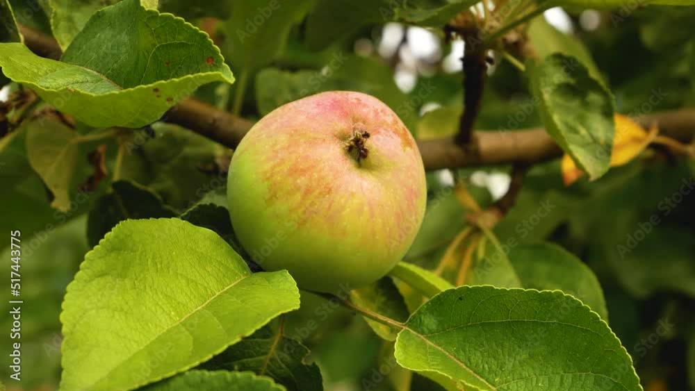 Ripe green-red apple on a branch in the garden. fruit growing Ripe green-red apple on a branch in the garden. fruit growing