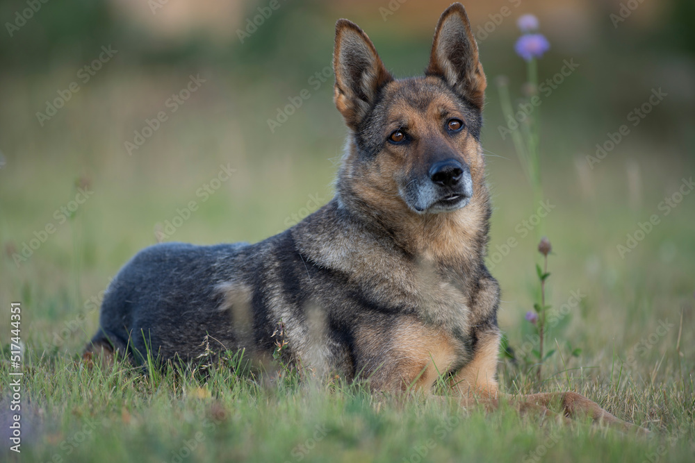 Deutscher Schäferhund Deutscher Schäferhund