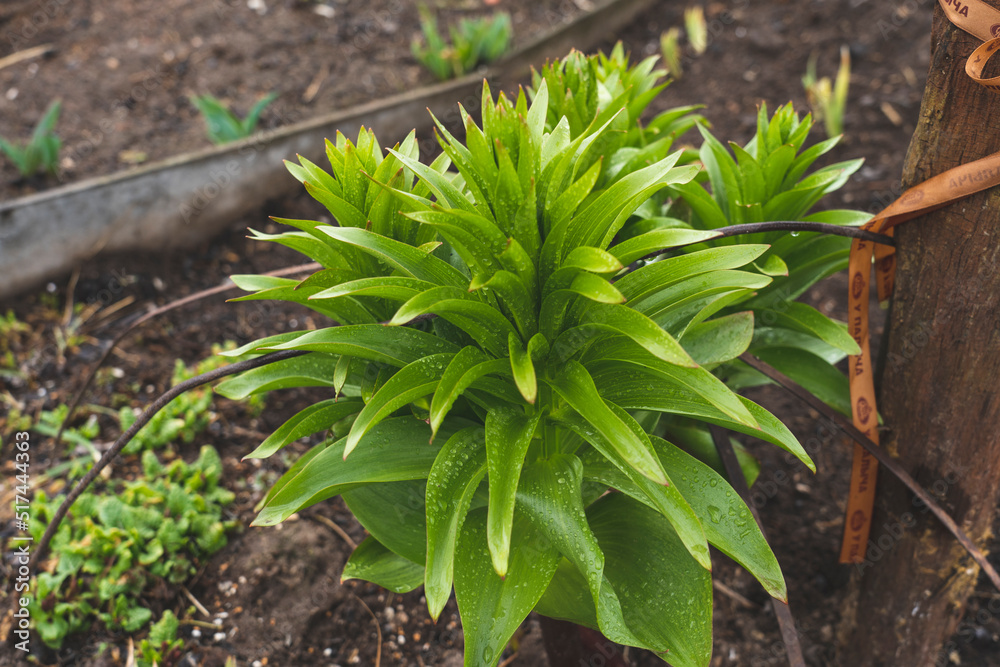 green evergreen flower in the garden, green plants after rain with raindrops green evergreen flower in the garden, green plants after rain with raindrops