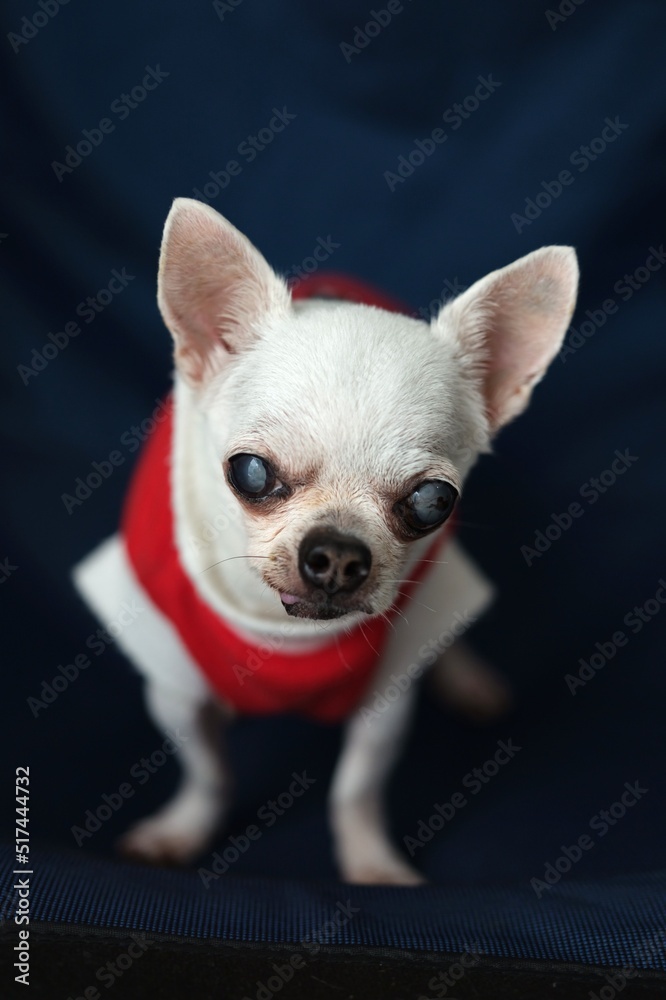 Chihuahua dog Concept santa claus , christmas