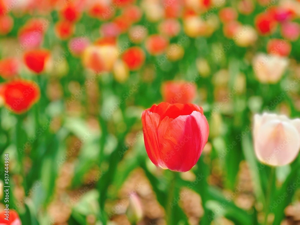 Obraz premium チューリップ畑