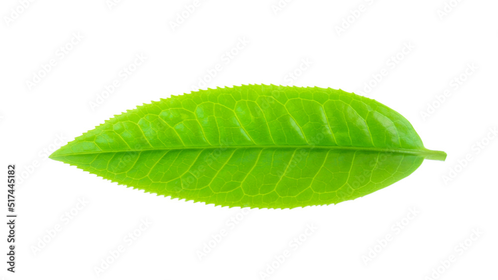Obraz premium green tea leaf isolated on white background