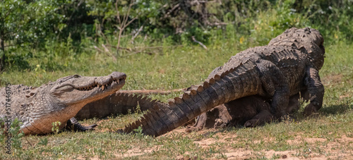 crocodiles in the wild  crcodiles fighting in the wild  two crocodiles fighting  scavenging crocodiles  crocodiles feeding together  fighting for food  battle for food