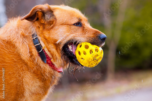 Red dog with yellow toy in teeth on walk
