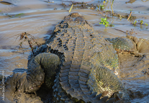 crocodile in the water; crocodile lurking in the water; crocodile in shallow water; croc in the water; Croc walking walking crocodile; river monster; 