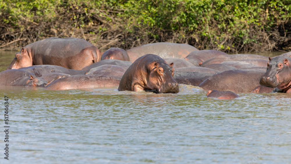 Hippos in the water within a protected natural habitat area in east Africa