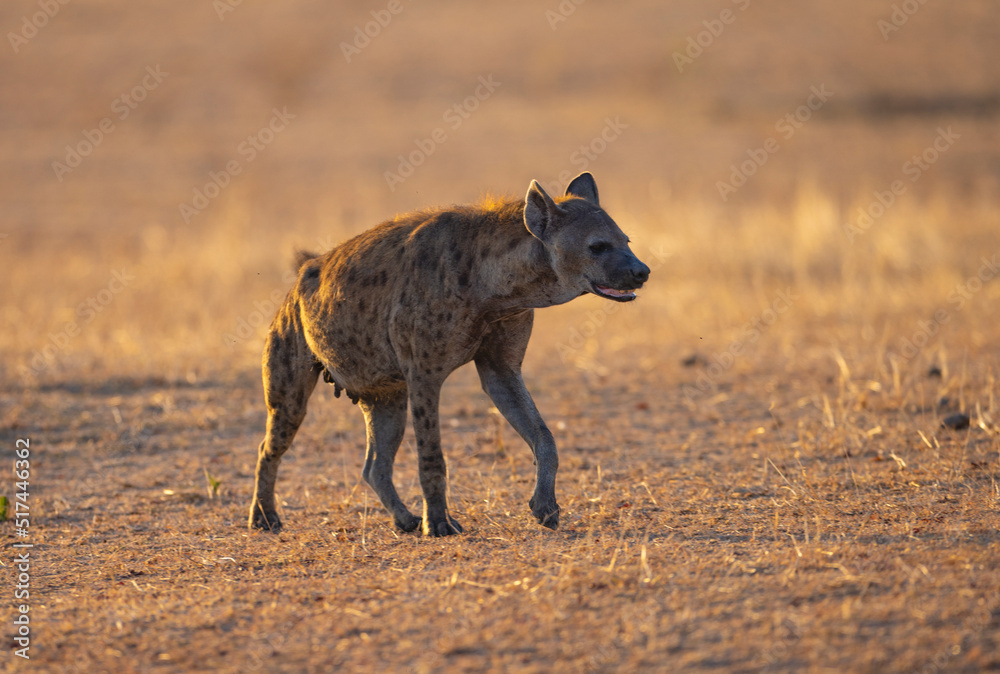 Hyena roaming savanna plains natural habitat in an east African protected park Hyena roaming savanna plains natural habitat in an east African protected park