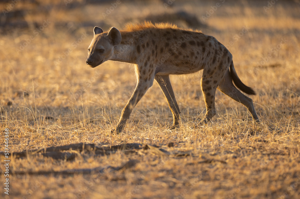 Hyena roaming savanna plains natural habitat in an east African protected park