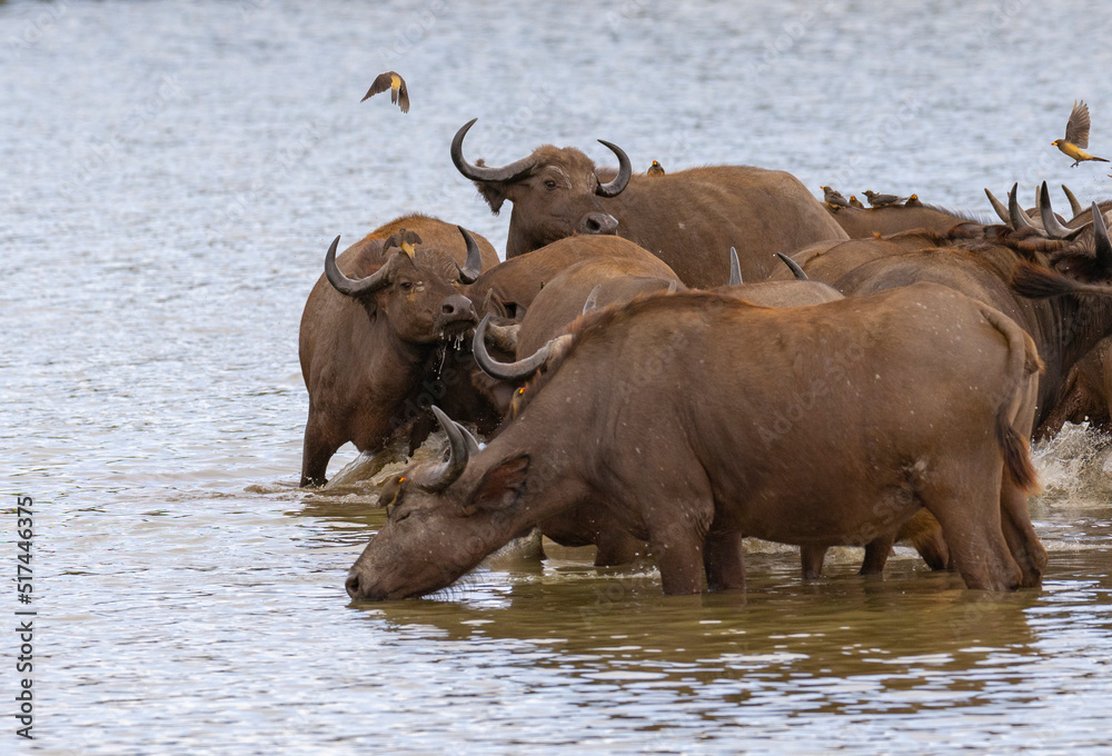 Herd of African Buffalo or Cape Buffalo in protected natural habitat in an East Africa national park Herd of African Buffalo or Cape Buffalo in protected natural habitat in an East Africa national park