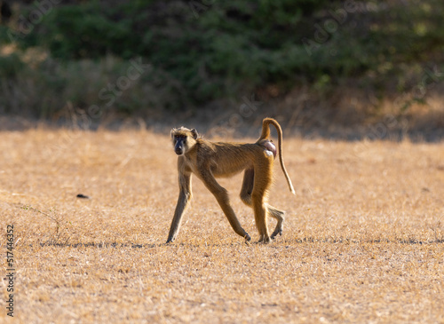 Yellow Baboon troop in natural protected habitat in southern Tanzania photo