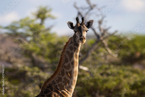 Fototapeta Naklejka Na Ścianę i Meble -  Giraffe close up in East African natural habitat national park area