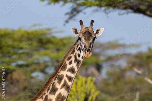 Giraffe close up in East African natural habitat national park area © hyserb