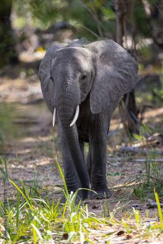 Close up of Elephant in natural habitat in a protected East African national park 