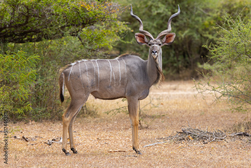 Greater Kudu in natural bushland habitat in an east African protected park photo