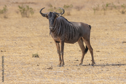 Wildebeest grazing in natural grass land habitat in a protected East African national park