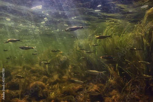 flock of small fish underwater, freshwater bleak fish anchovy seascape photo