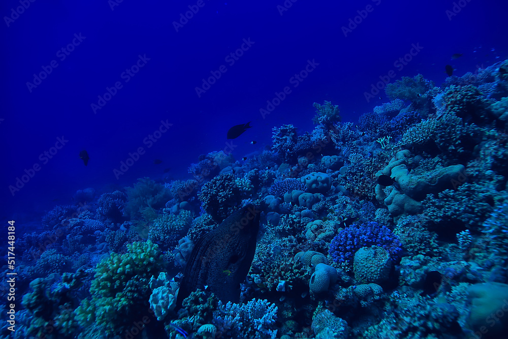 tropical sea underwater background diving ocean