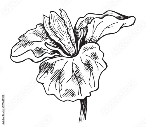 Trillium Flower contour hand drawing photo