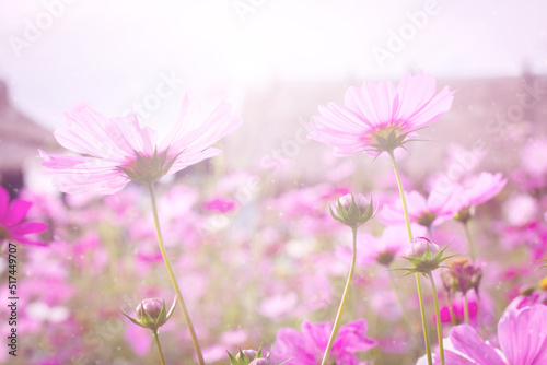 pink cosmos flower blooming in the field, soft focus