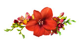 Floral arrangement with red amaryllis and freesia flowers isolated