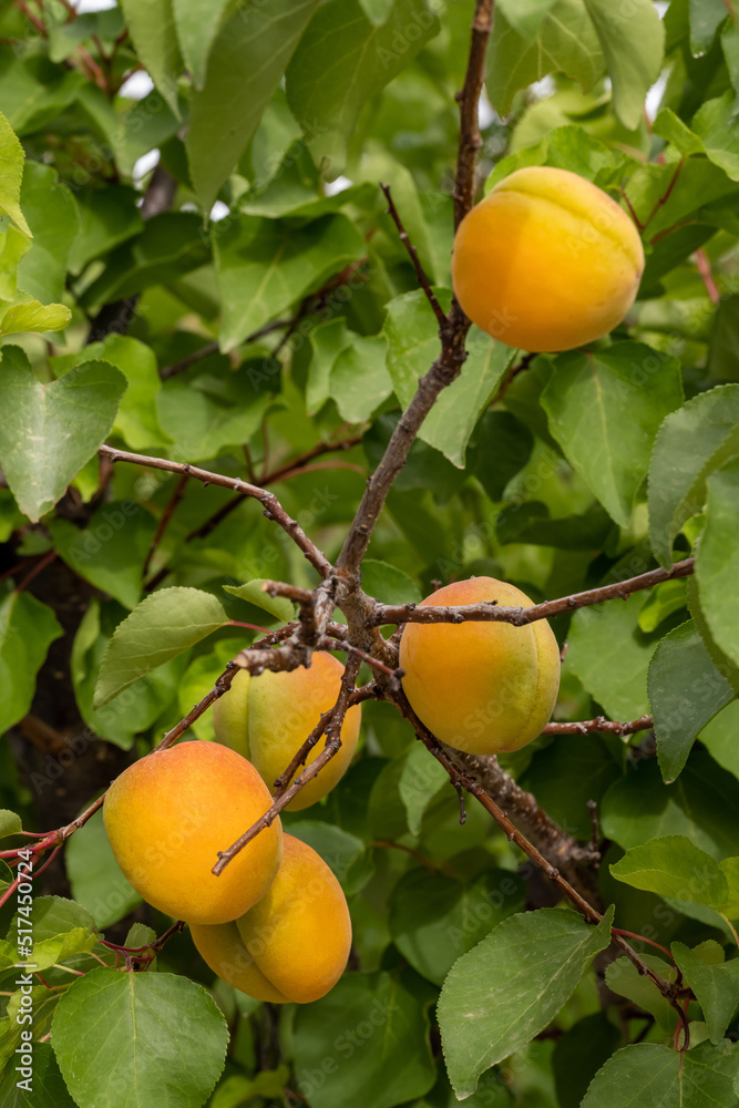 apricots on a tree in southern france. Fruits have nice orange color.