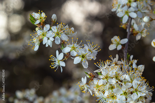 Blackthorn prunus spinosa sloe plant shrub white flower bloom blossom detail spring wild fruit © Oleh Marchak