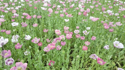 drone flight over field with lots of colorful, pink, white poppies