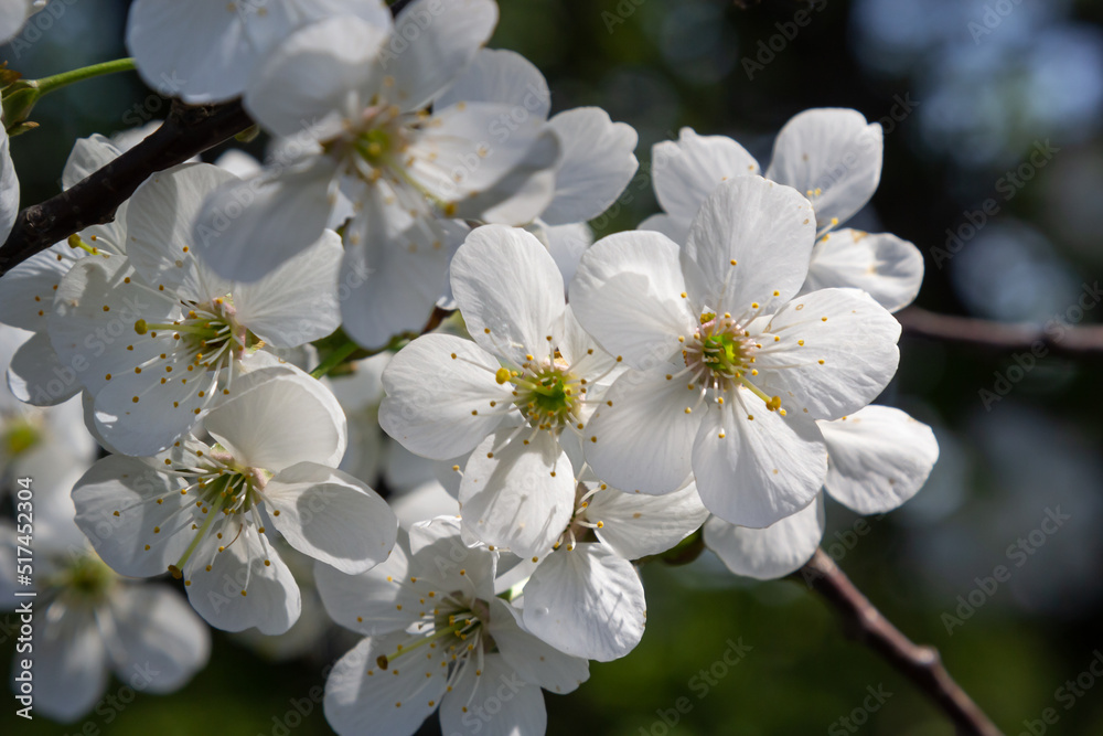 Blooming cherry tree in the spring garden. Close up of white flowers on a tree. Spring background Blooming cherry tree in the spring garden. Close up of white flowers on a tree. Spring background
