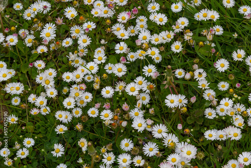 Field full of bloomed daisy in bright sun. Detailed view at white and yellow blooming Common Daisy or Bellis perennis in their natural habitat. Lawn Daisies or English Daises full frame background